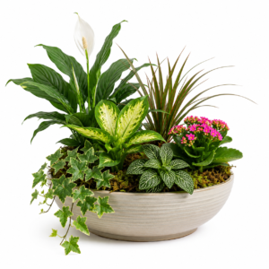 Dish Garden