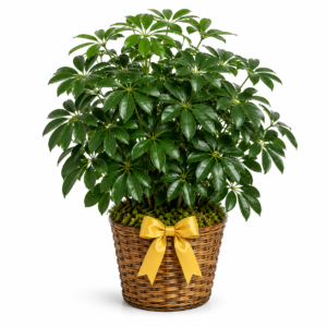 Schefflera