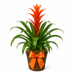 Bromeliad