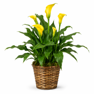 Calla Lily