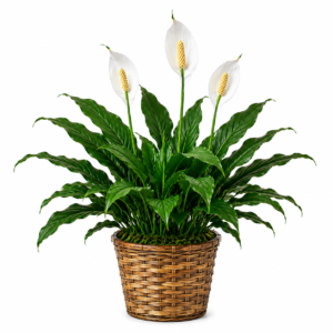 Peace Lilly