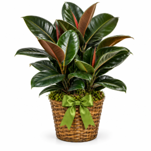 Rubber Plant